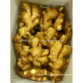 2013 fresh Chinese ginger for exporting with good quality